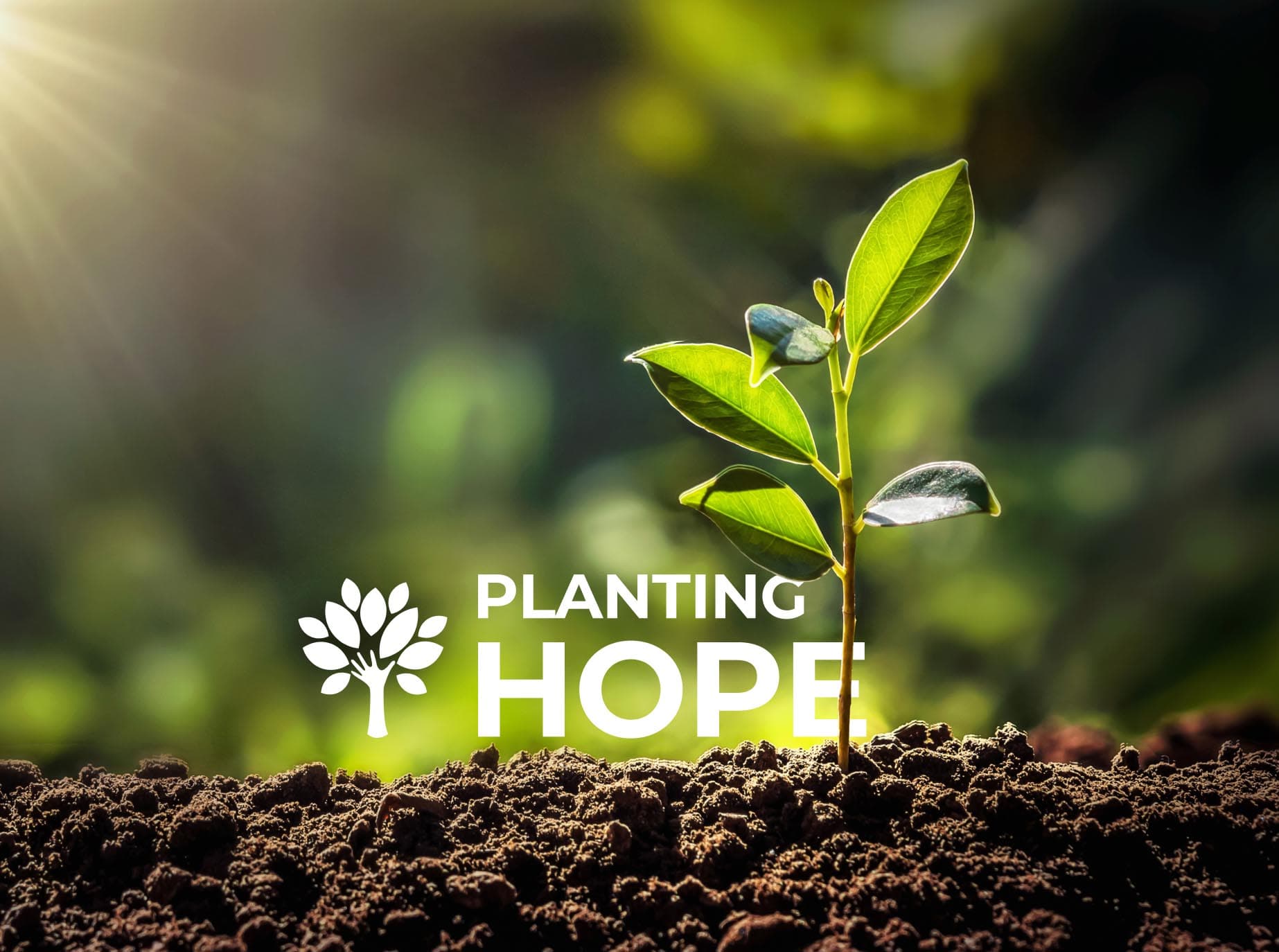 Mit Bäumen Hoffnung pflanzen